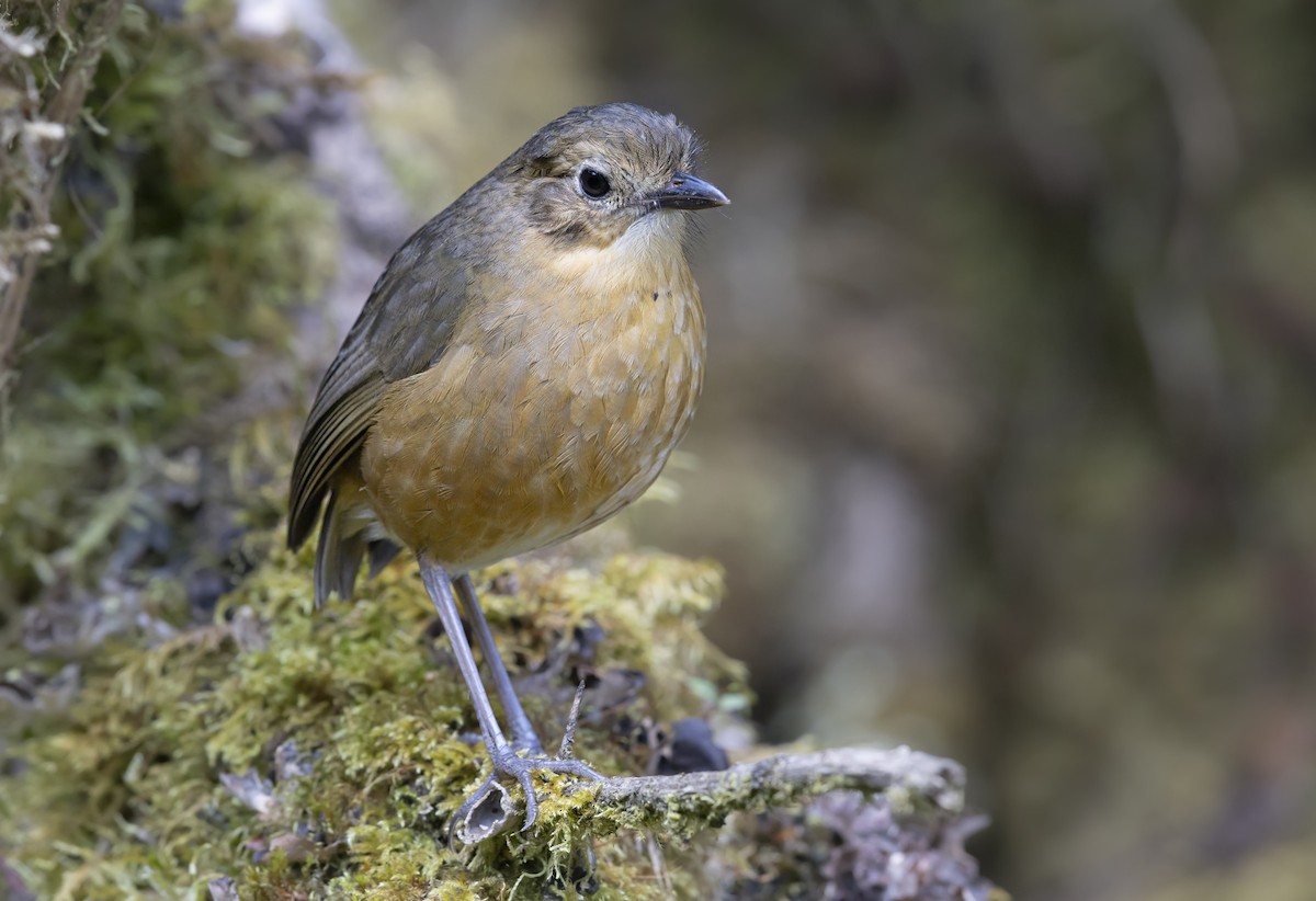 Tawny Antpitta - ML642609603