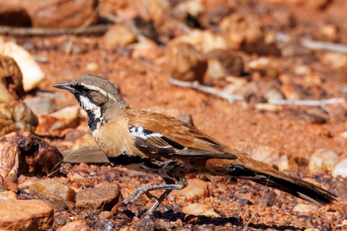 Western Quail-thrush - ML642609617