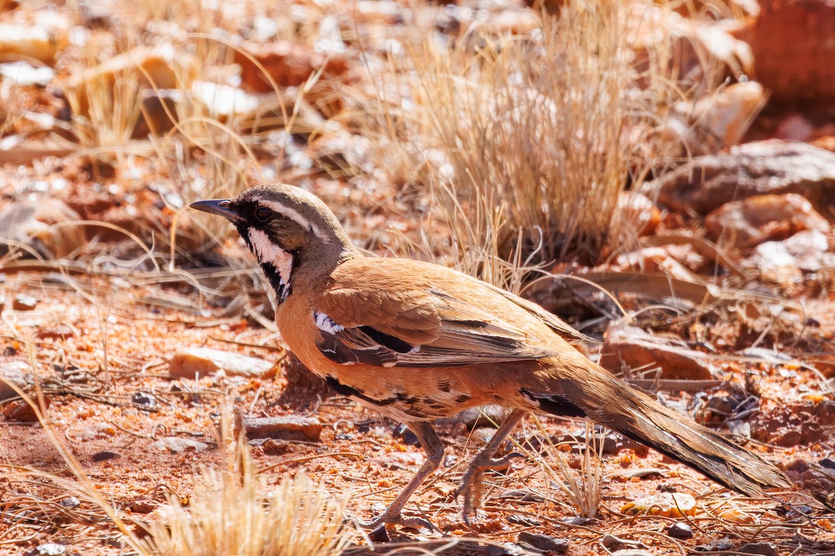 Western Quail-thrush - ML642609620