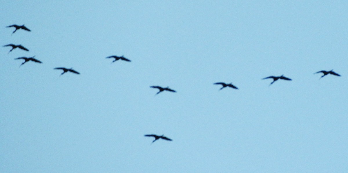 Glossy/White-faced Ibis - ML642609634