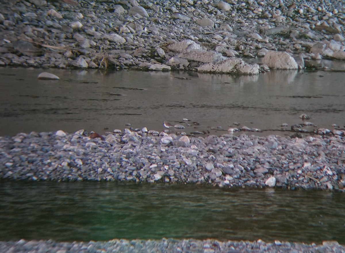 jespák obecný - ML642609651