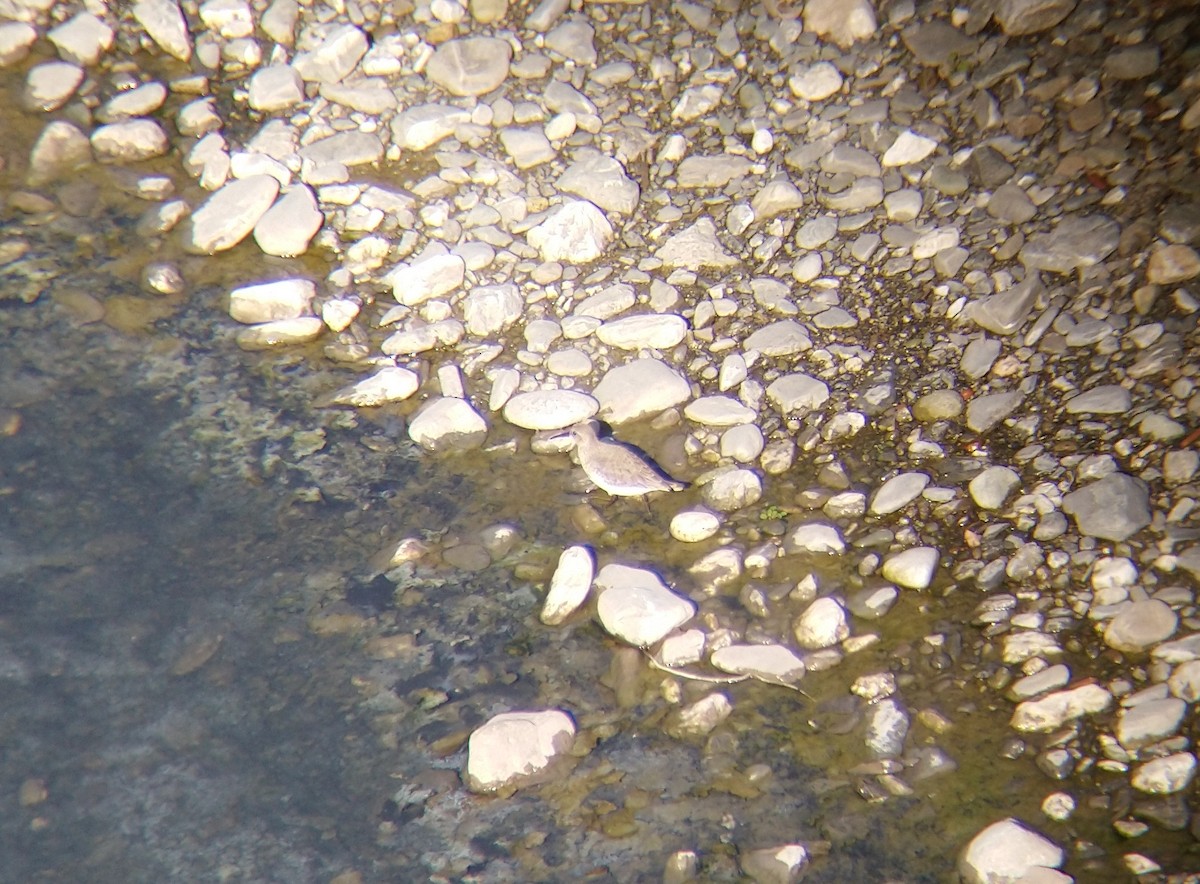 jespák obecný - ML642609652