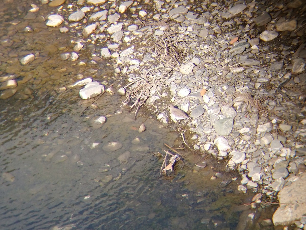 jespák obecný - ML642609653