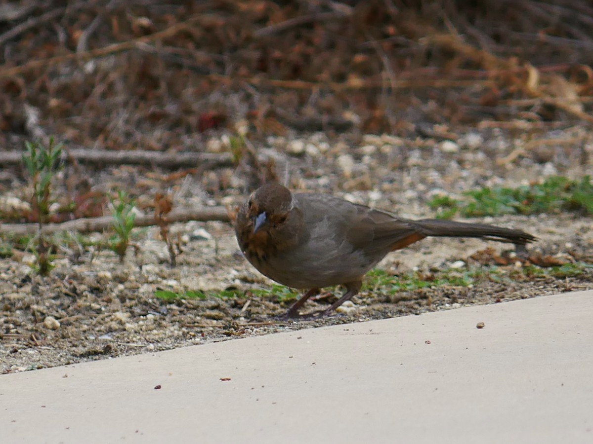 California Towhee - ML642609661