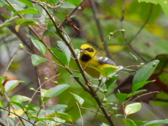 Lawrence's Warbler (hybrid) - ML642609671