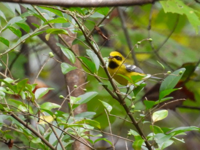 Lawrence's Warbler (hybrid) - ML642609672