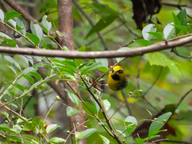 Lawrence's Warbler (hybrid) - ML642609673