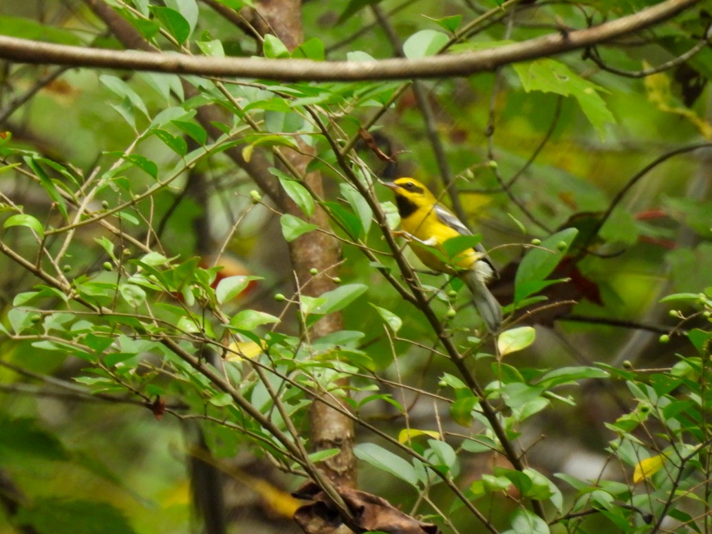 Lawrence's Warbler (hybrid) - ML642609674