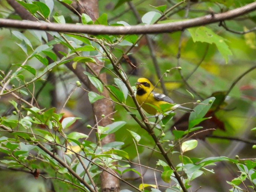 Lawrence's Warbler (hybrid) - ML642609675