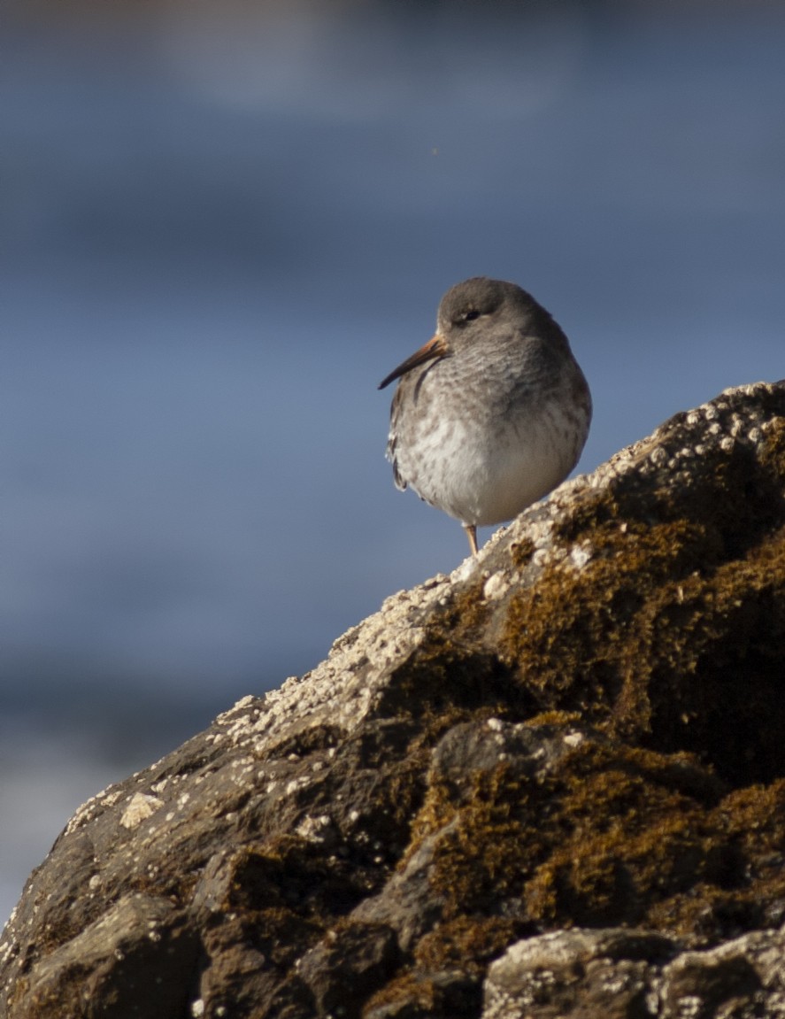 Purple Sandpiper - ML642609690