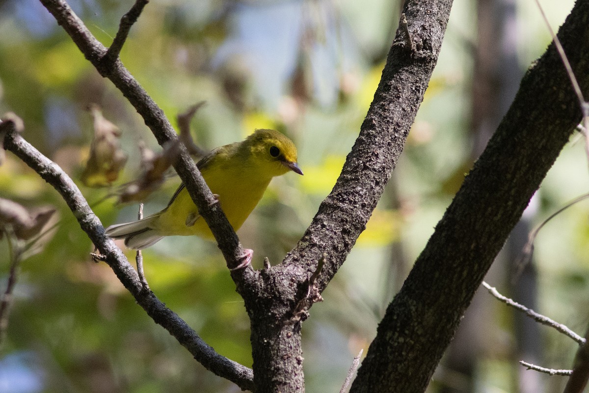 Hooded Warbler - ML642609697