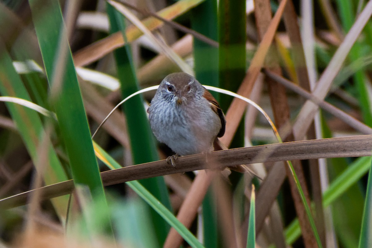 Sulphur-bearded Reedhaunter - ML642609700