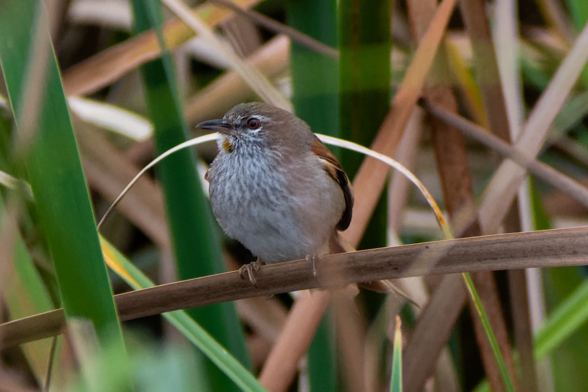 Sulphur-bearded Reedhaunter - ML642609701