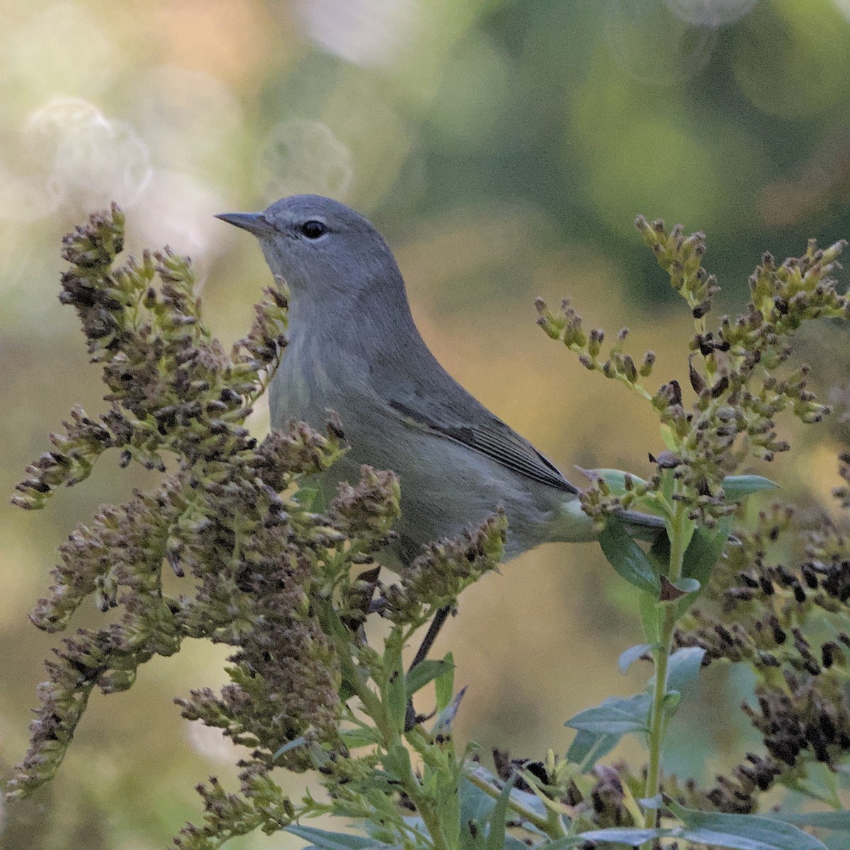Orange-crowned Warbler (Gray-headed) - ML642609711