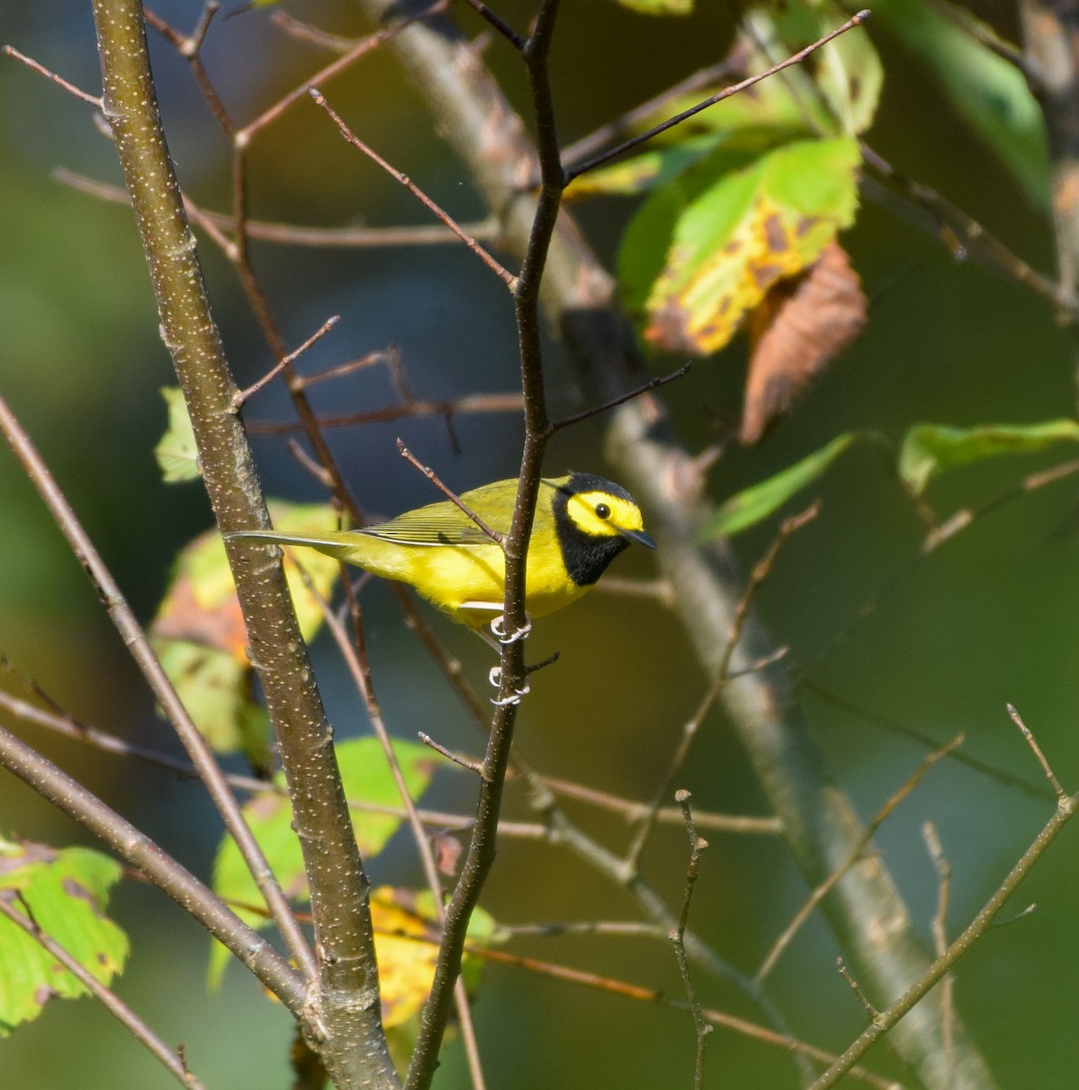 Hooded Warbler - ML642609715