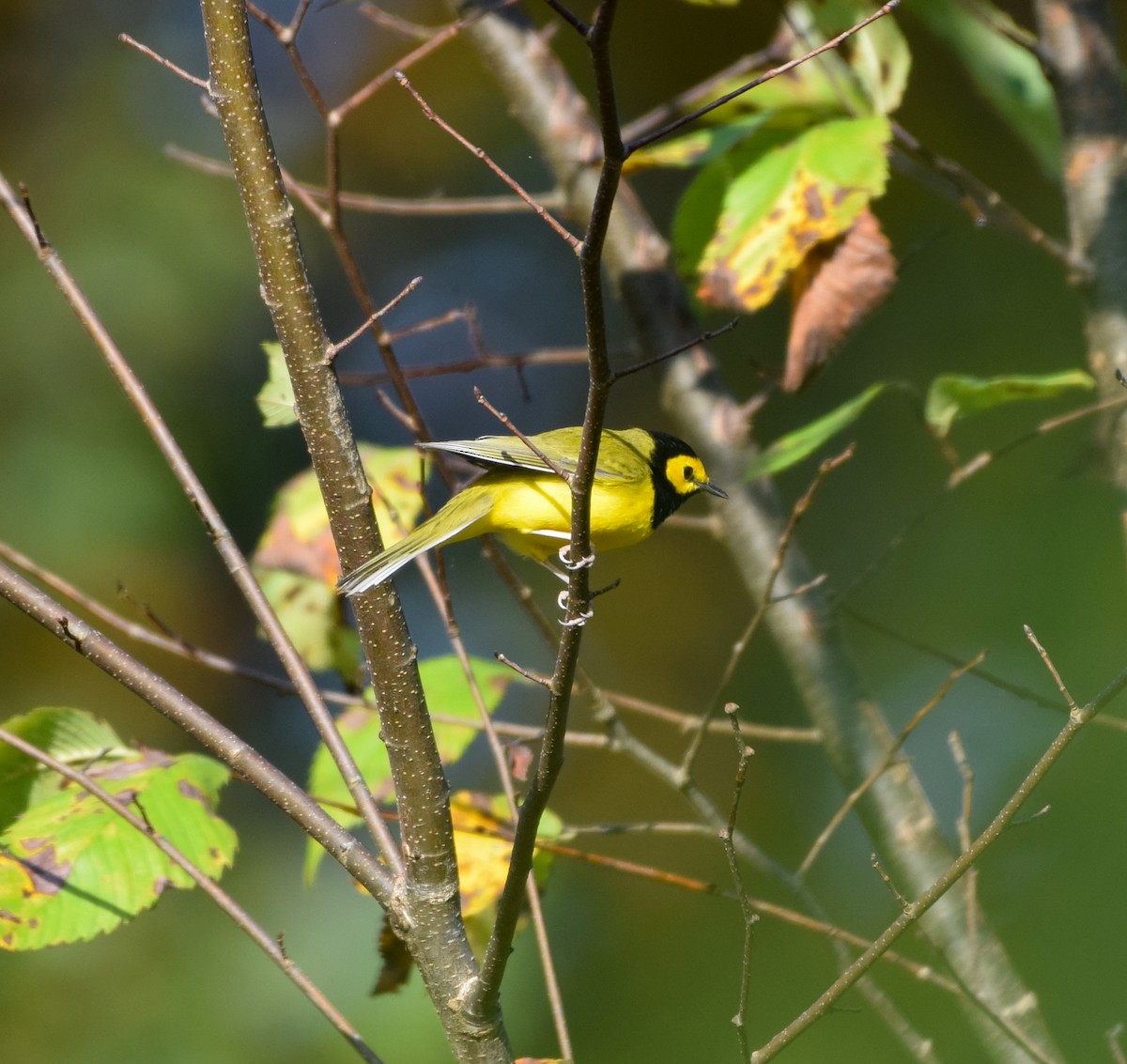 Hooded Warbler - ML642609716