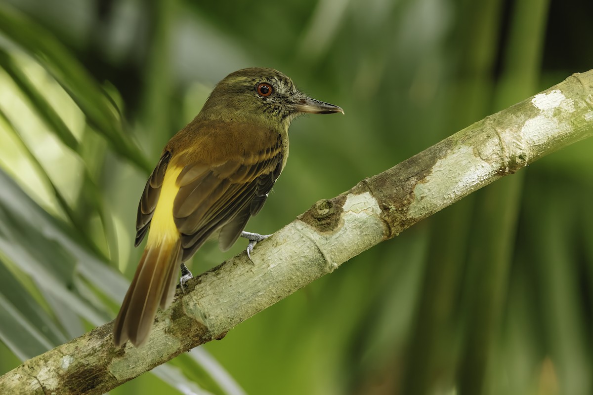 Bright-rumped Attila - ML642609718