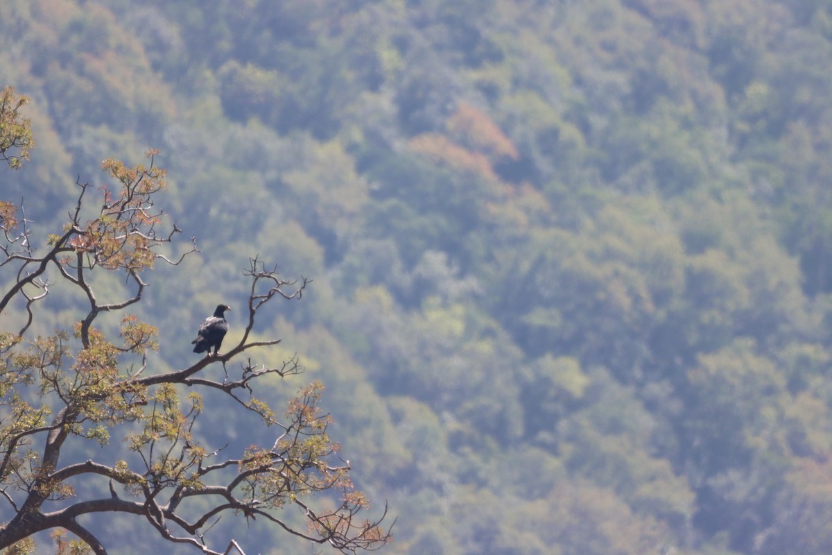 Verreaux's Eagle - ML642609752