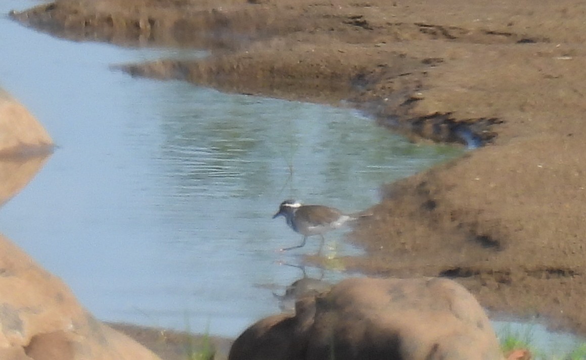 Three-banded Plover - ML642609763