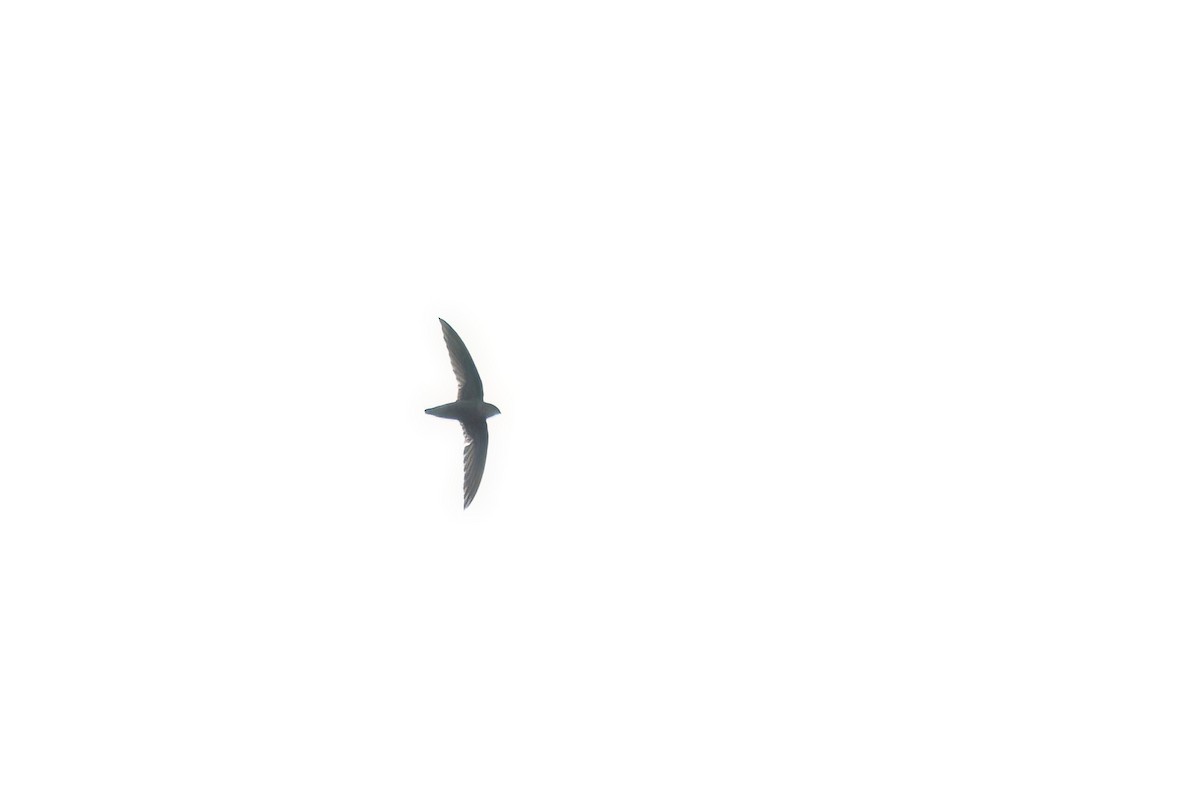 Sick's Swift - ML642609771