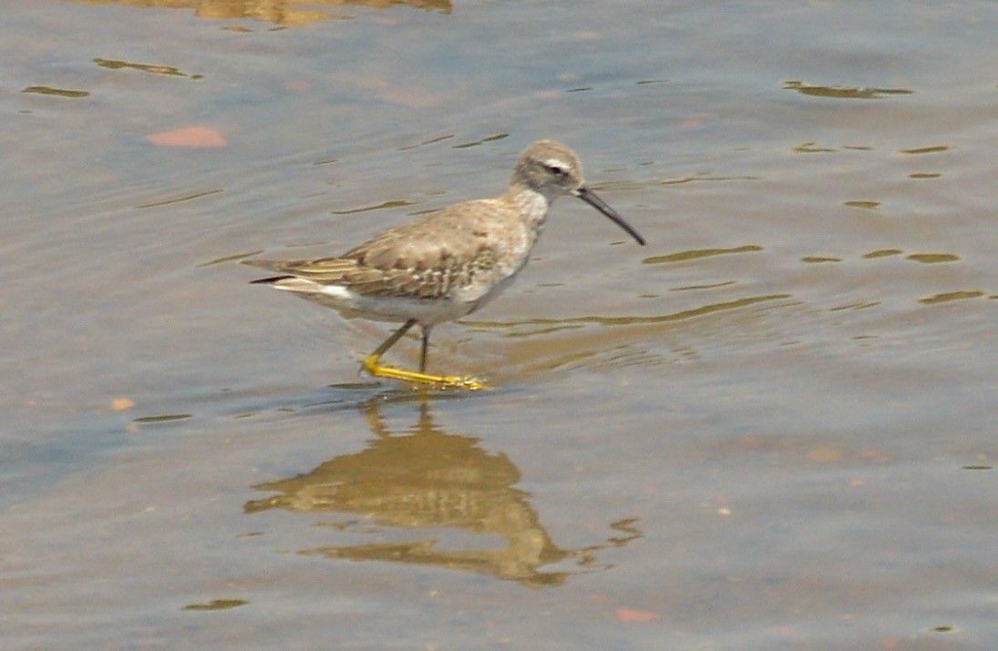 Stilt Sandpiper - ML642609776