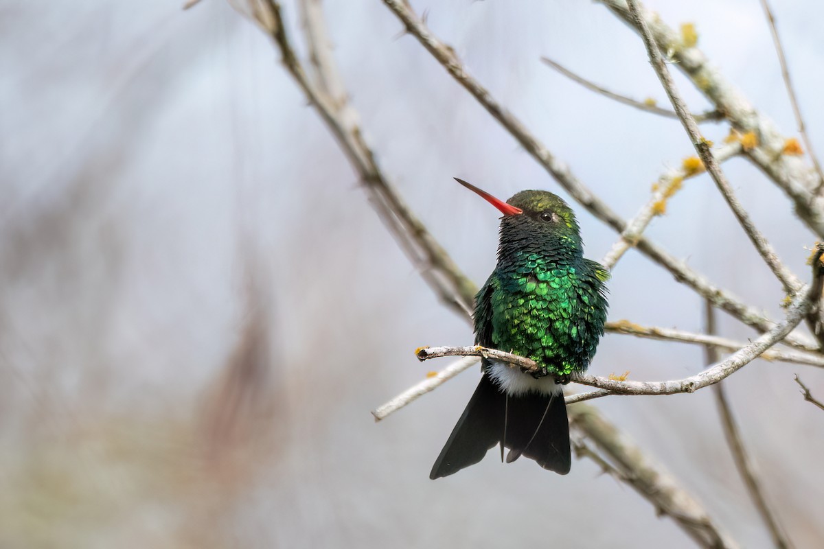 Glittering-bellied Emerald - ML642609777
