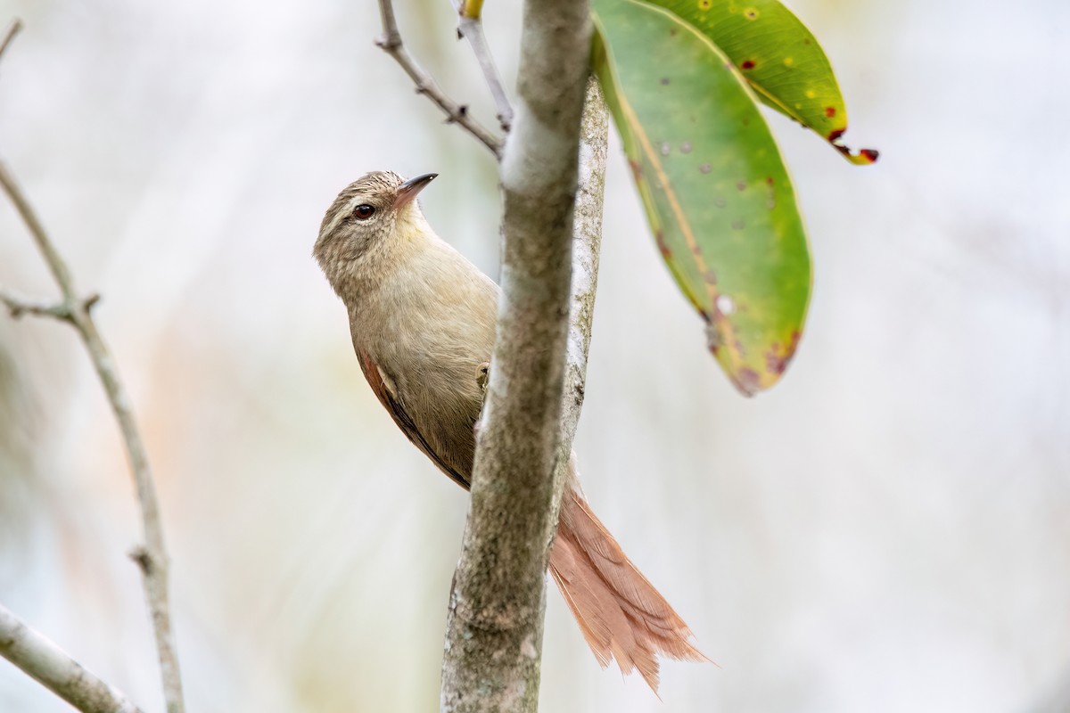 Olive Spinetail - ML642609788