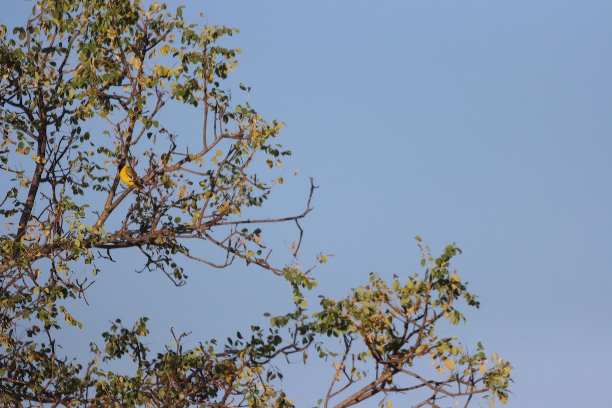 African Black-headed Oriole - ML642609793