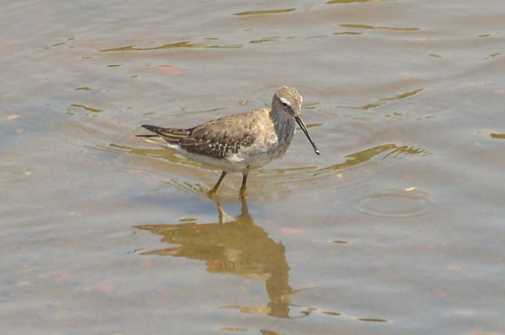 Stilt Sandpiper - ML642609803