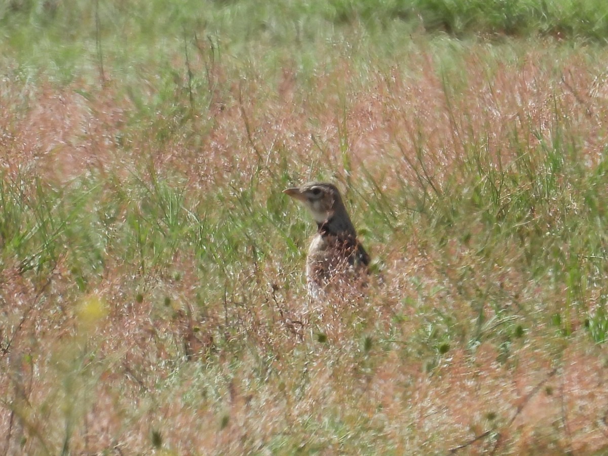 Calandra Lark - ML642609823