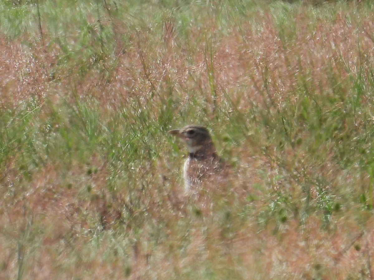 Calandra Lark - ML642609824