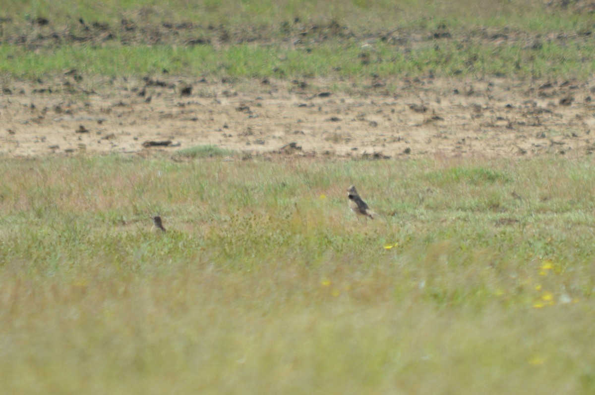 Calandra Lark - ML642609840