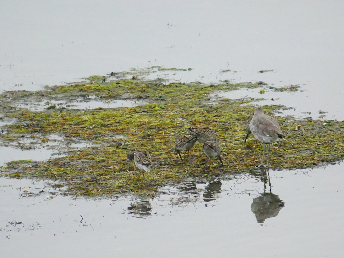 Short-billed Dowitcher - ML642609845