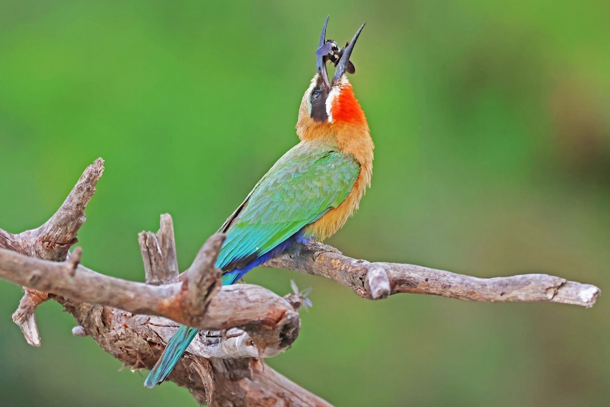 White-fronted Bee-eater - ML642609848