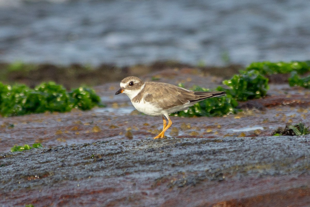 Semipalmated Plover - ML642609849