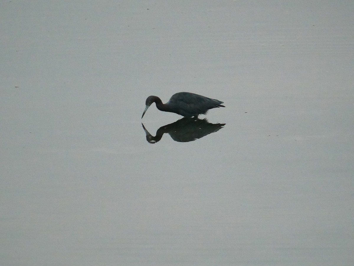 Little Blue Heron - ML642609874