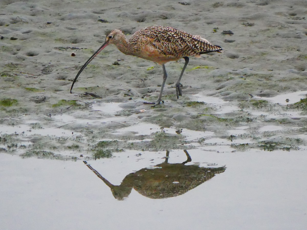 Long-billed Curlew - ML642609907