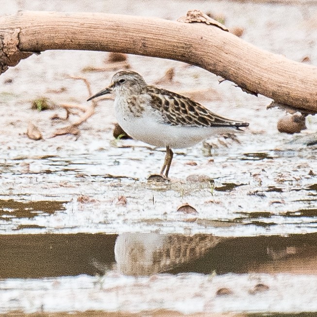 Least Sandpiper - ML642609908