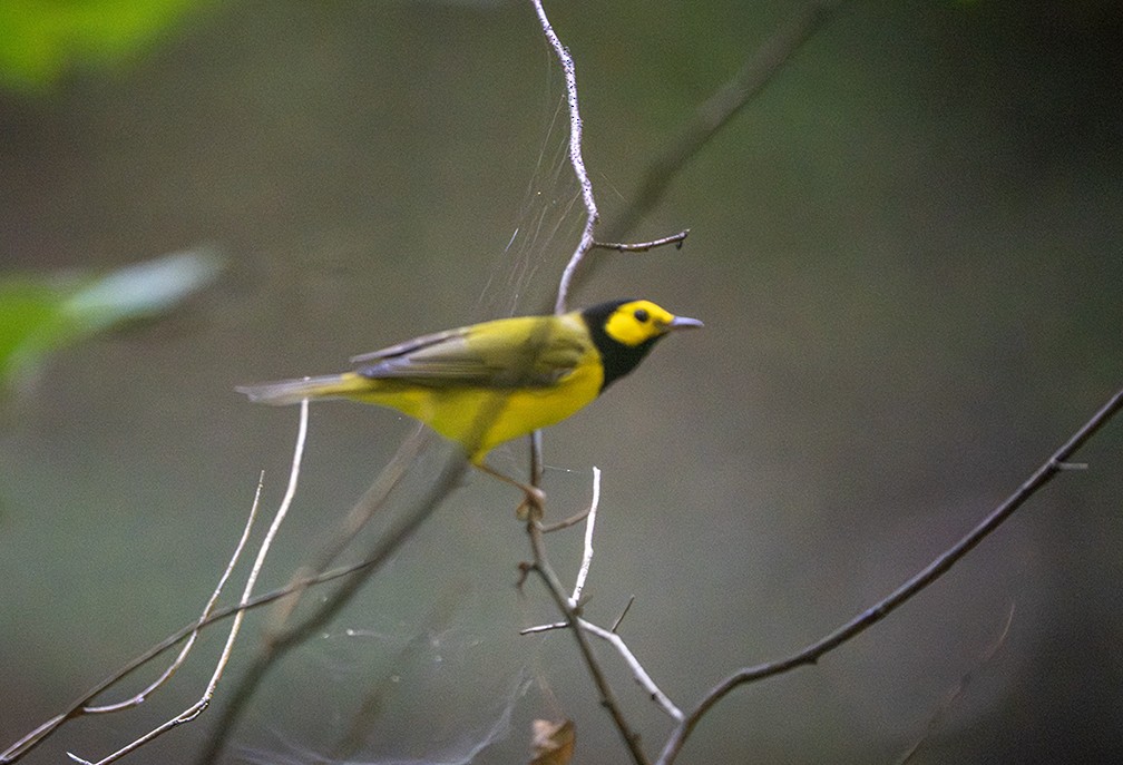 Hooded Warbler - ML642609915