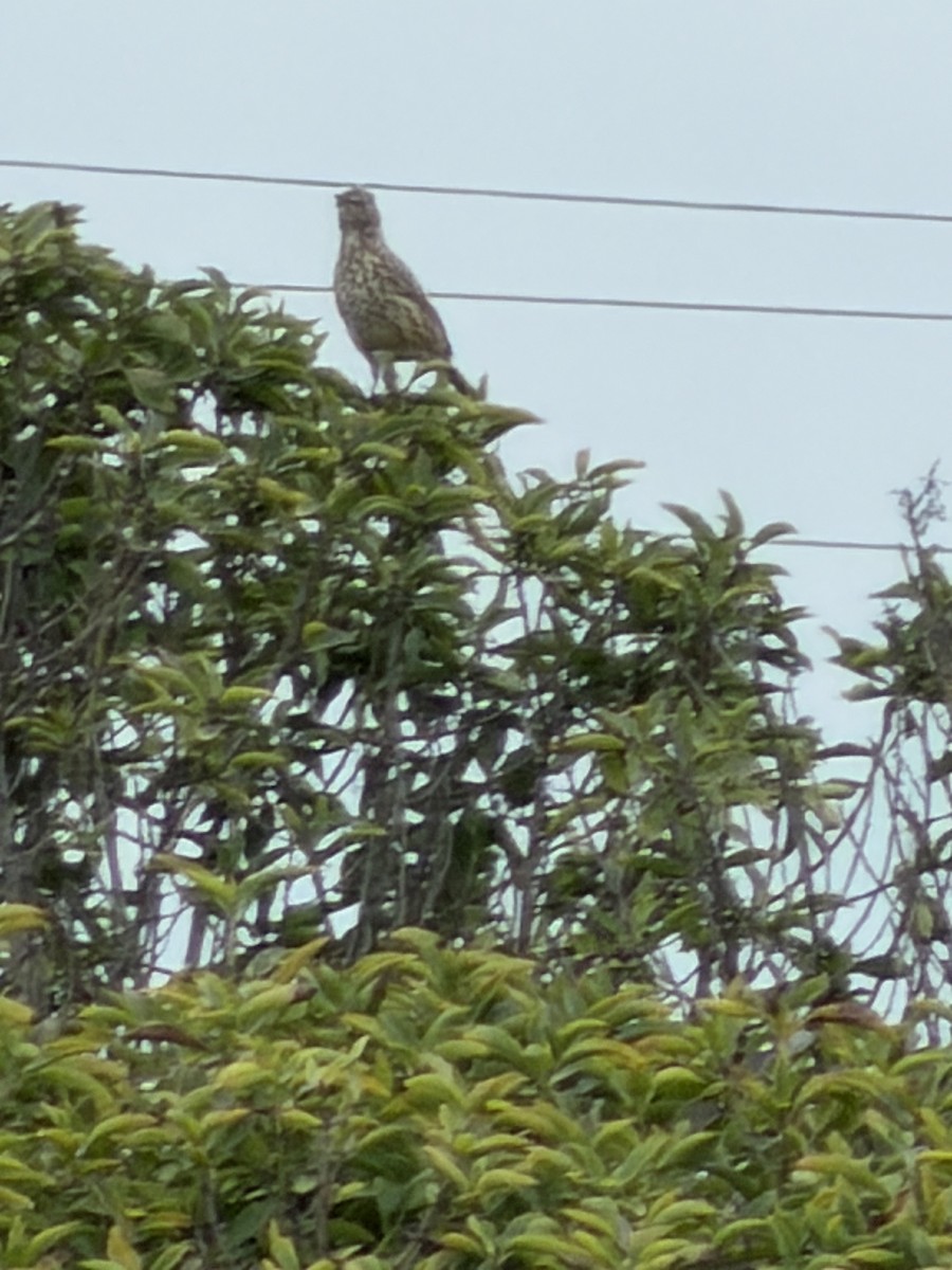 Sage Thrasher - ML642610003