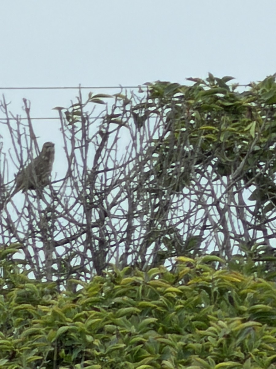 Sage Thrasher - ML642610004