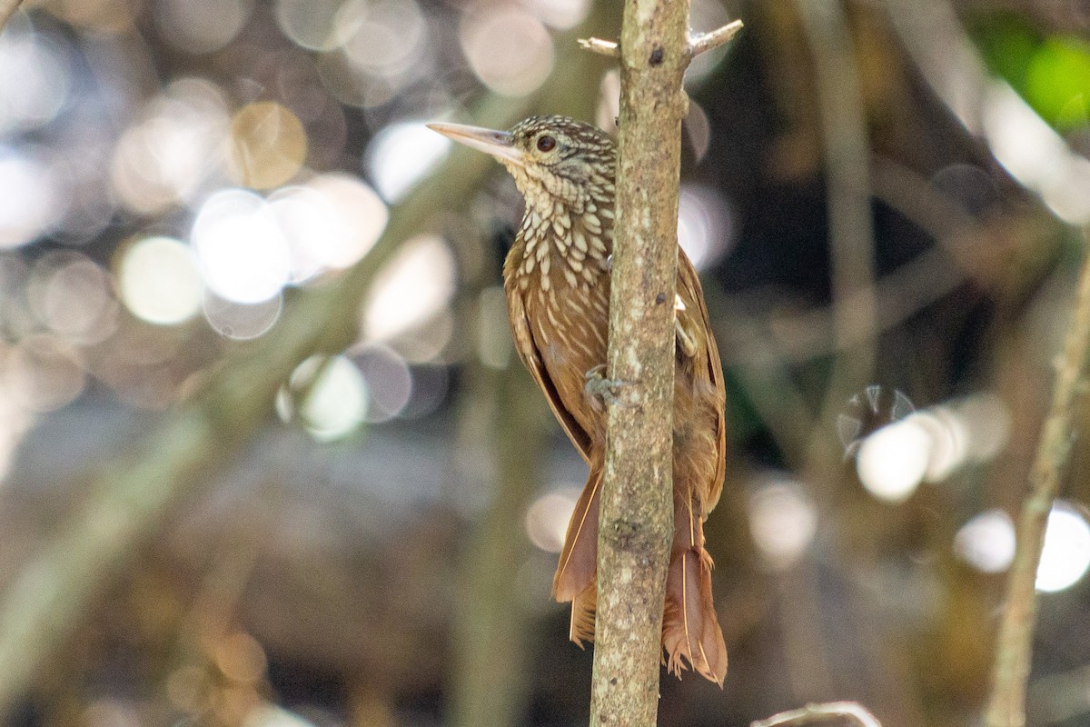 Straight-billed Woodcreeper - ML642610006