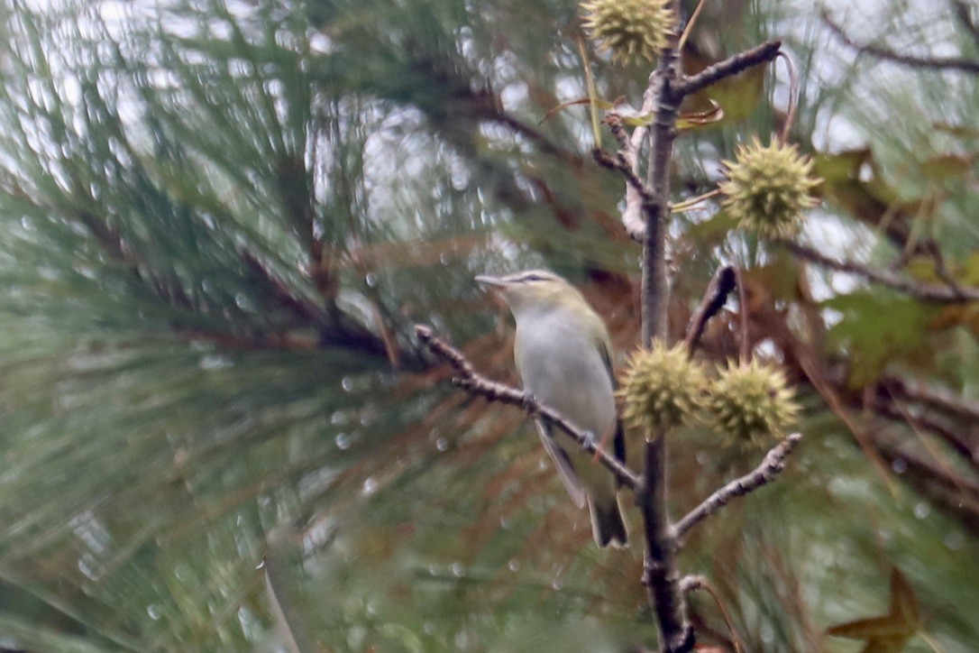 Red-eyed Vireo - ML642610009
