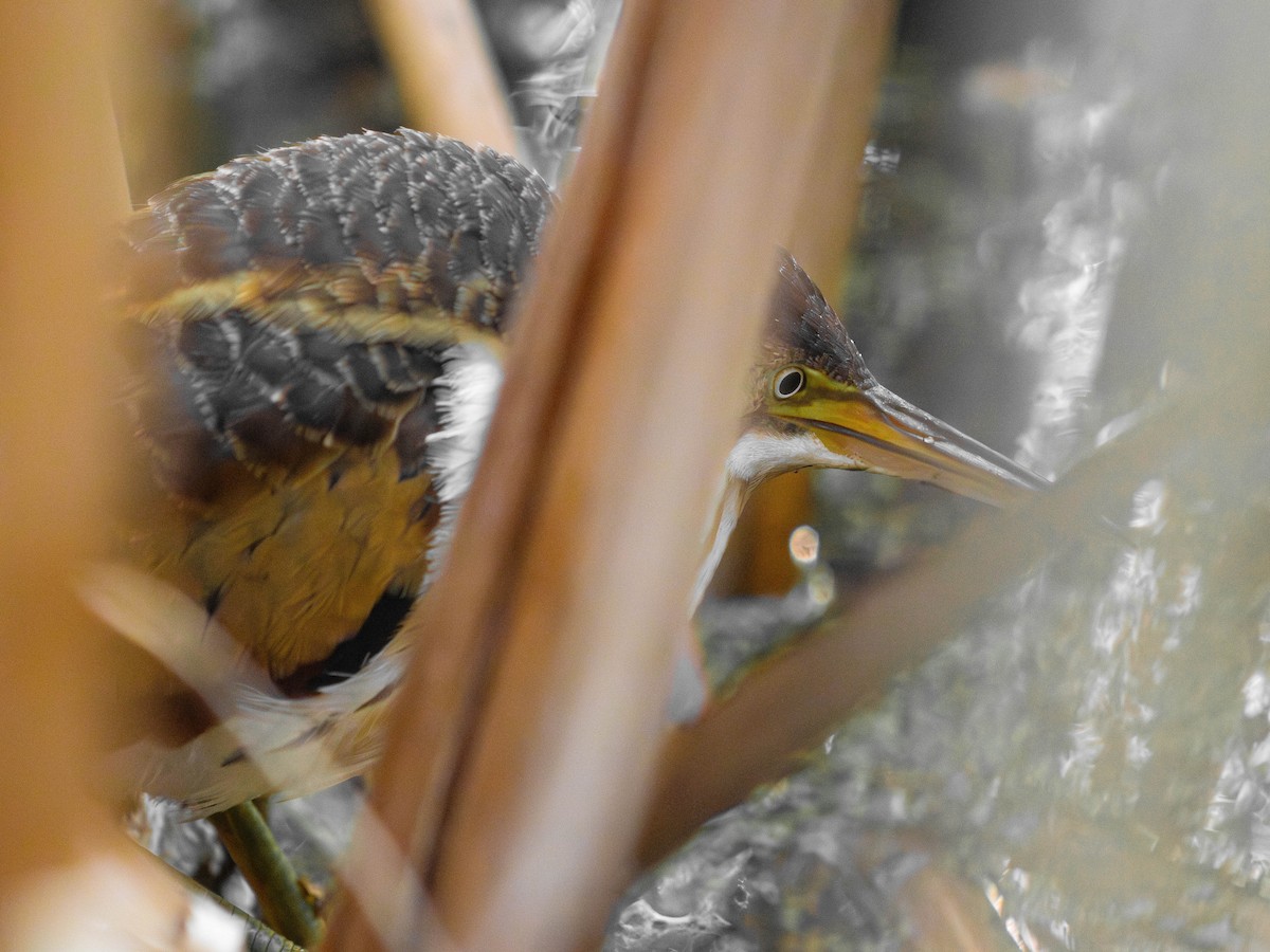 Least Bittern - ML642610060