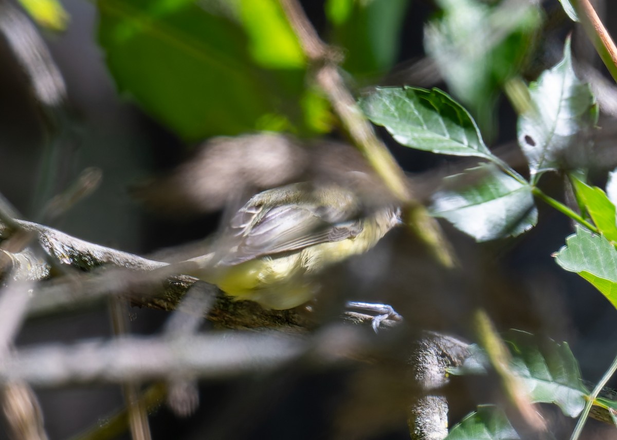Philadelphia/Warbling Vireo - ML642610070
