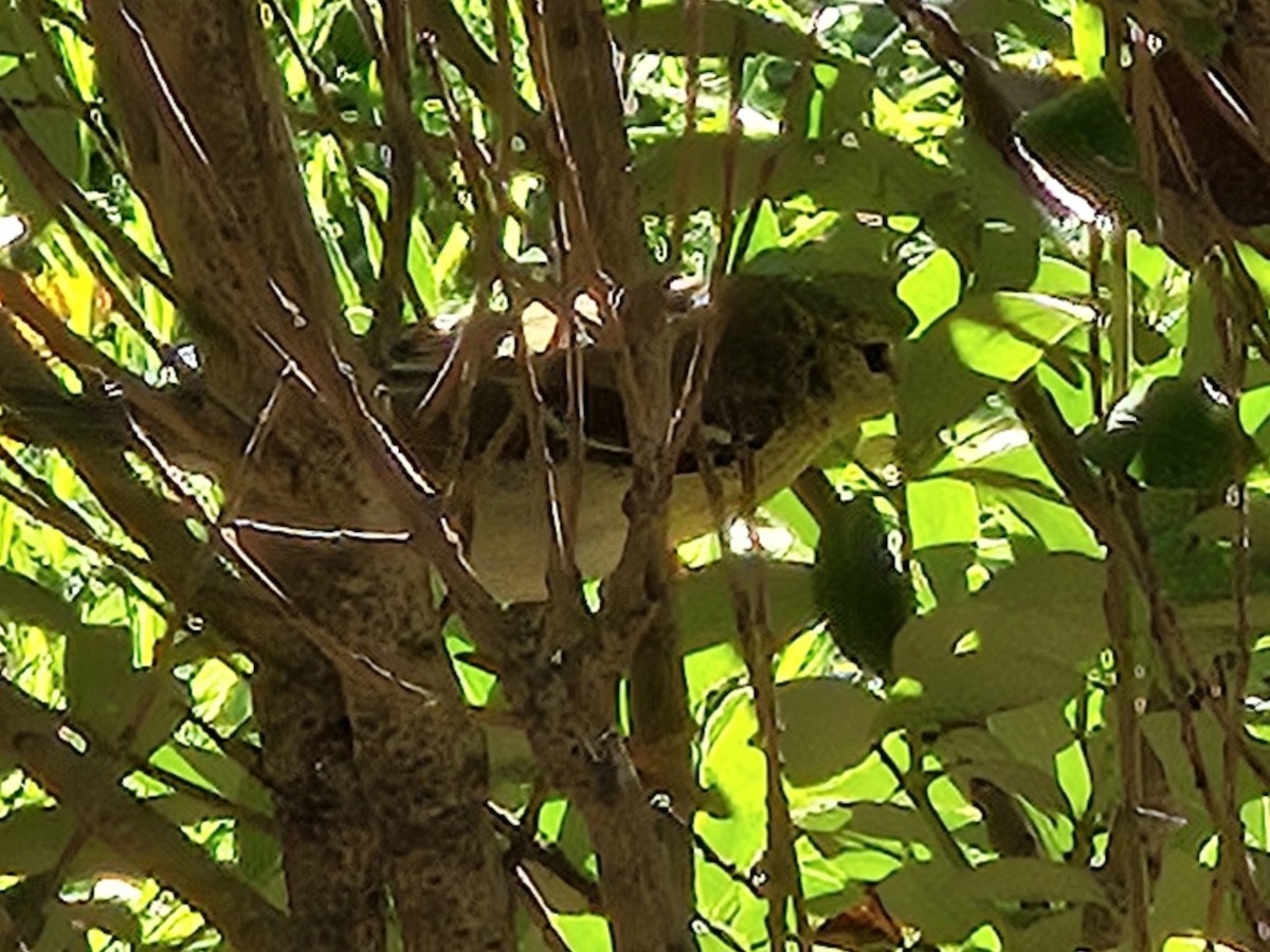 Blackpoll Warbler - ML642610079