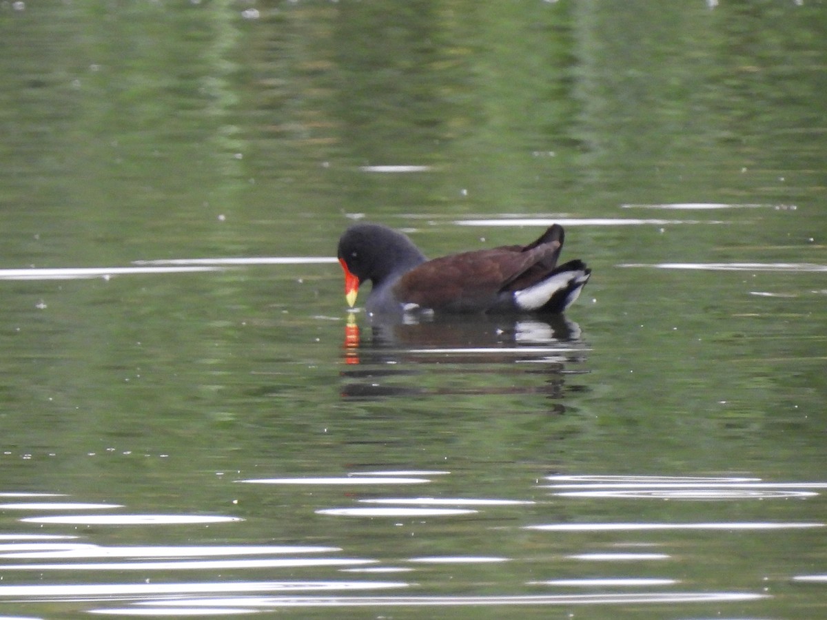 Common Gallinule - ML642610095