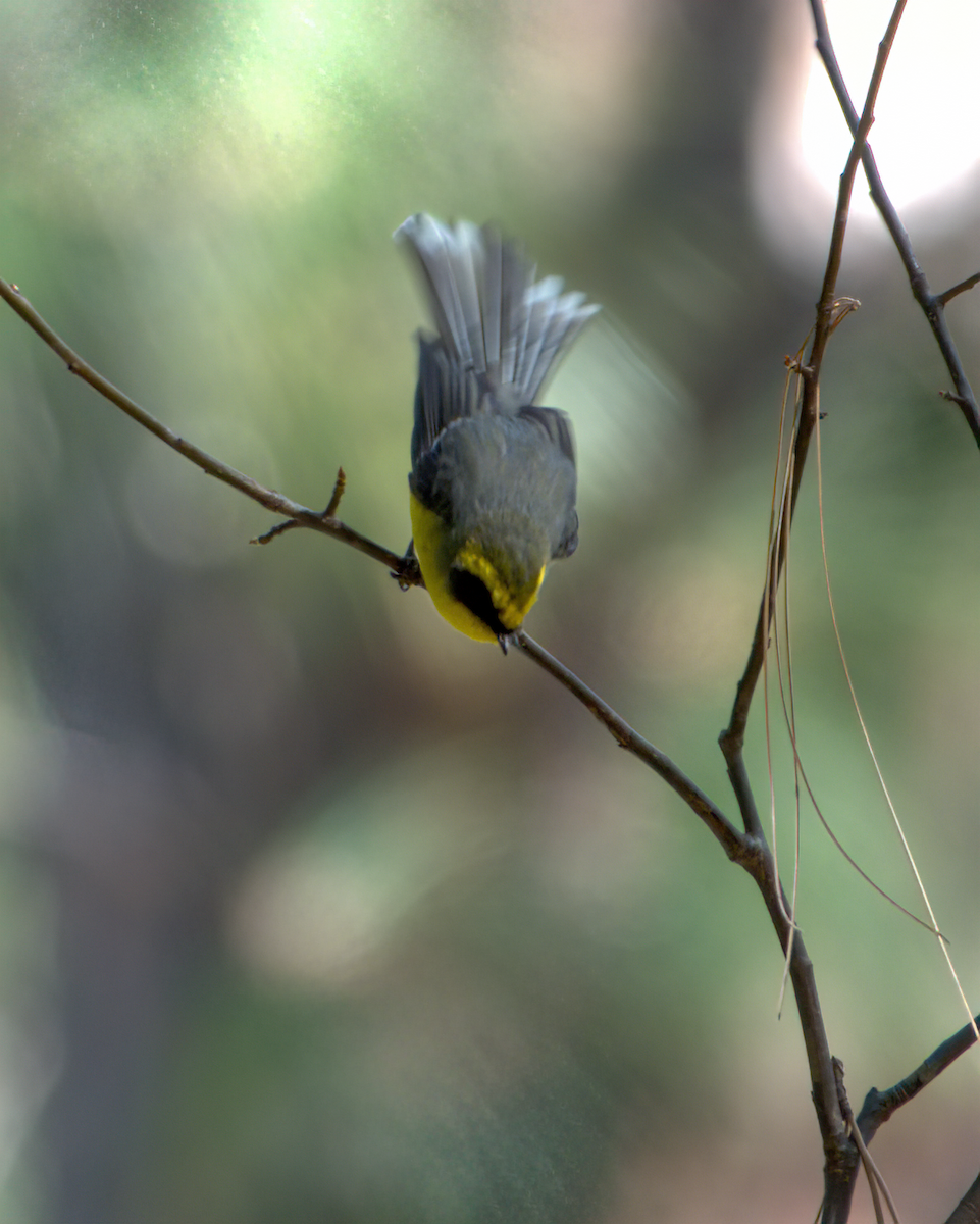 Yellow-bellied Fairy-Fantail - ML642610117