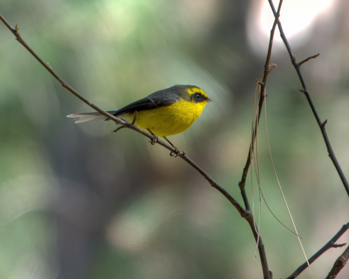 Yellow-bellied Fairy-Fantail - ML642610119