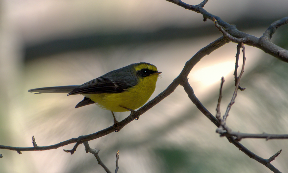 Yellow-bellied Fairy-Fantail - ML642610120